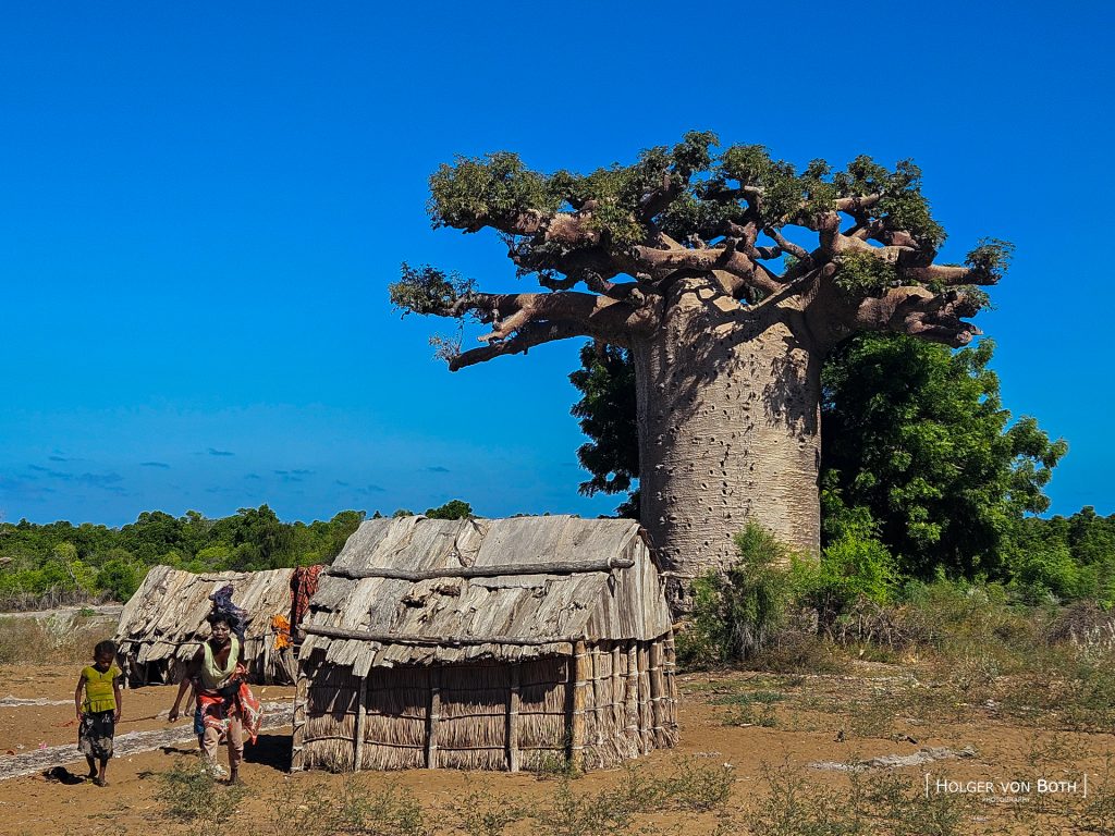 Traditional Mikea family huts beneath a large baobab tree in the remote Mikea Forest region of Madagascar