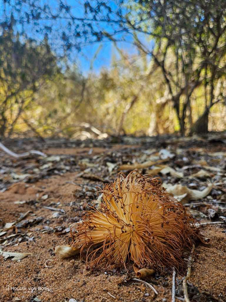 Fallen baobab flower on the dry forest floor in the remote Mikea Forest region of Madagascar