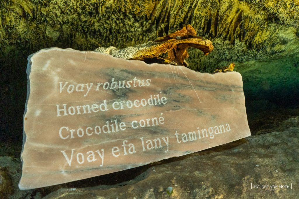 Skull remains of a horned crocodile displayed inside Aven Cave in Madagascar.