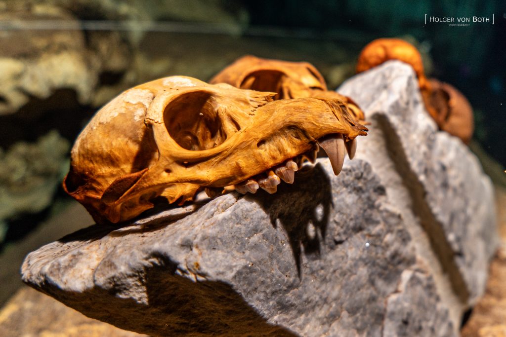Lemur skull resting on limestone rock inside Aven Cave, Madagascar.