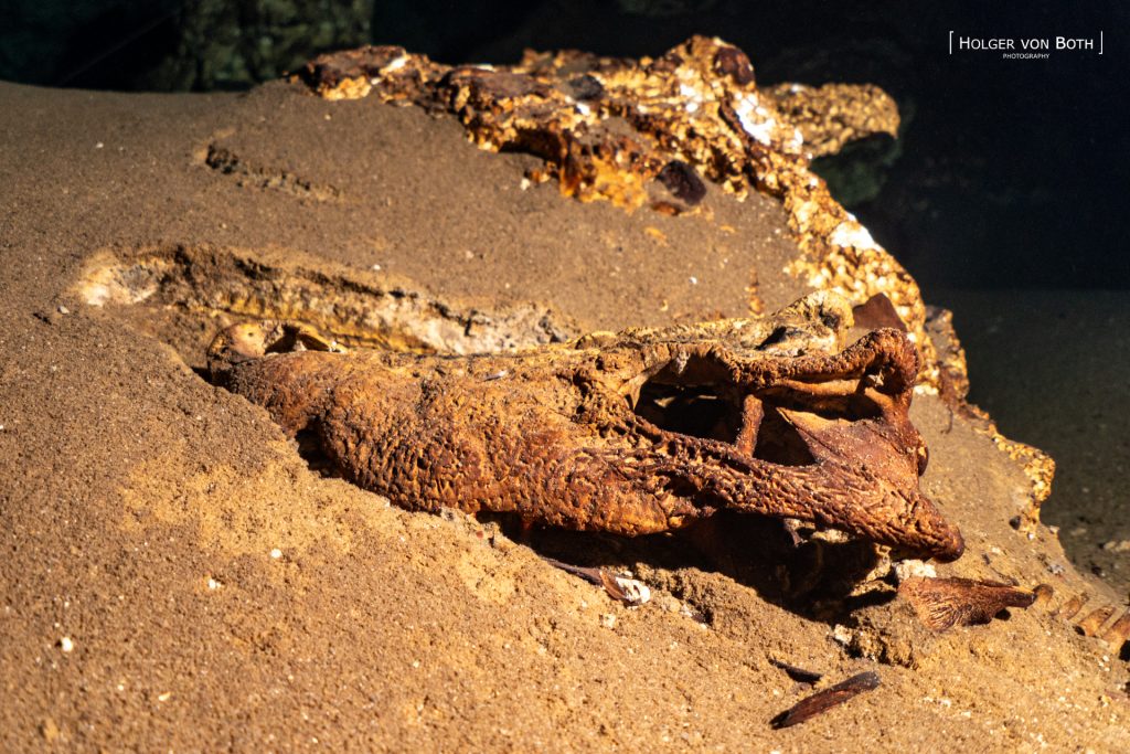 Preserved crocodile skull inside Anjanamba Cave in the remote Mikea Forest region of Madagascar