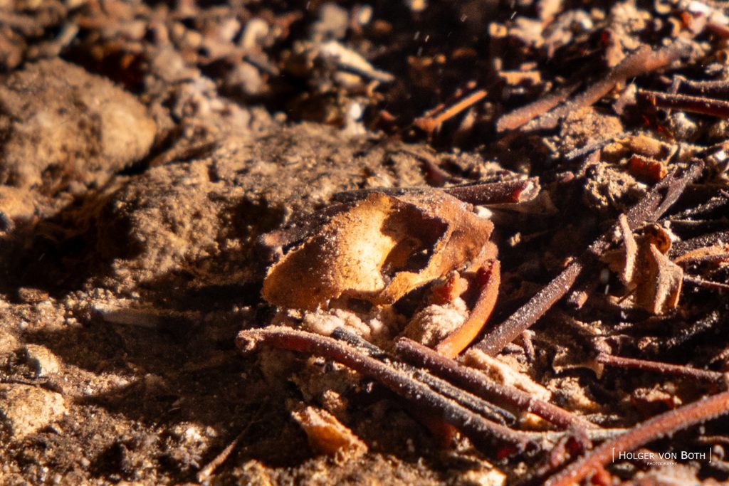 Bat bones and preserved bat skull inside an air-filled chamber of Anjanamba Cave in Madagascar